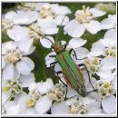 Oedemera nobilis - Scheinbockkaefer w07.jpg